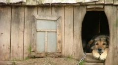 Животот на кучето: дали е можно да го засади кучето на синџирот